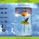 Innovation ‘Summer Meltdown’ – Bagleys – 2.6.2000